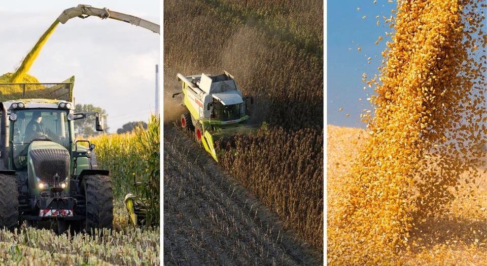 Définissez votre date optimale de récolte maïs et tournesol Visuel